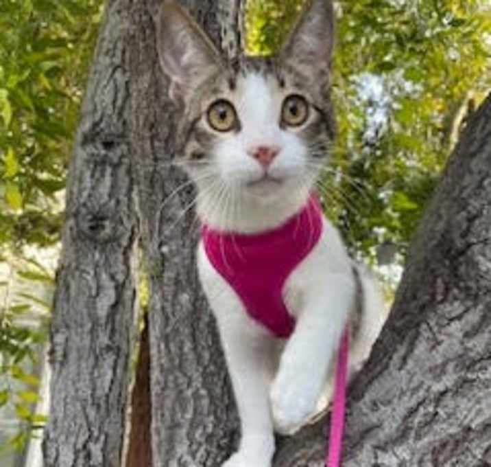 Photo of CHOCOLATE CHIP