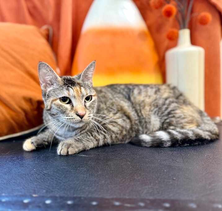 Photo of Dulcecita Caramel