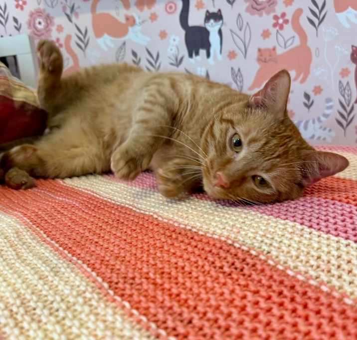 Photo of Leo the Lion