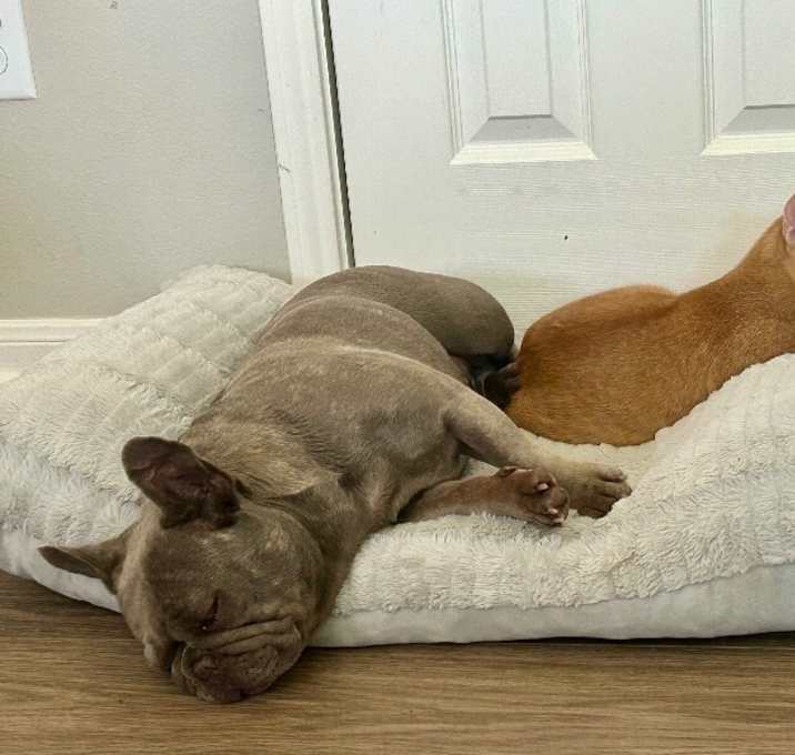 Photo of Sheldon Big Bang