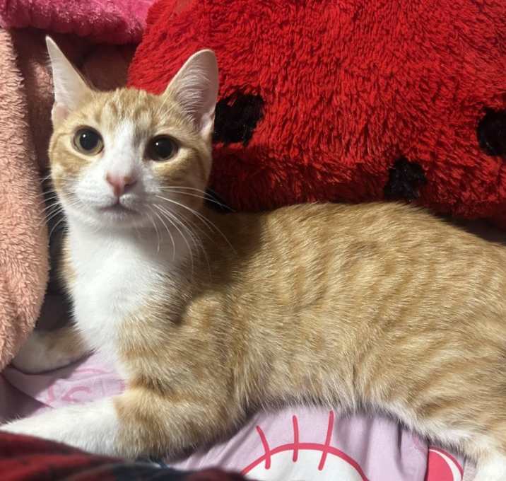 Photo of Dionysus Chiquita