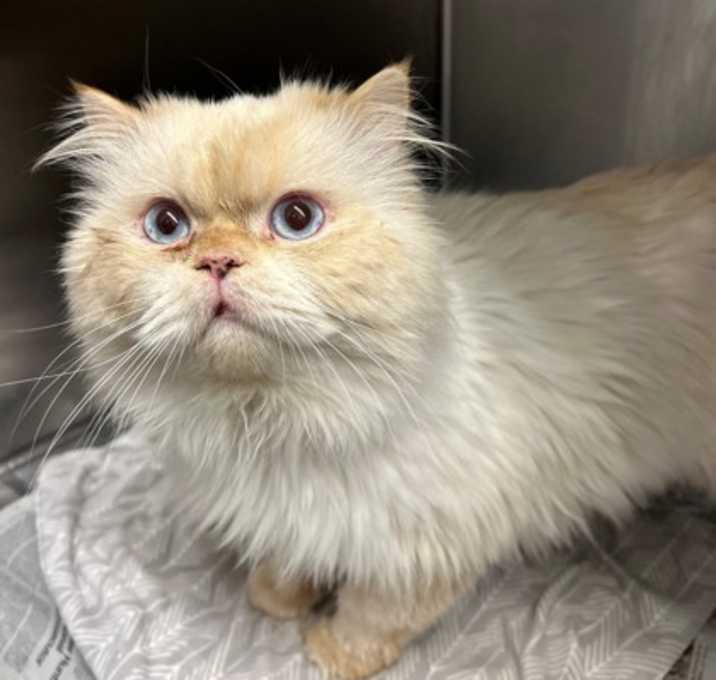 Photo of Snow Prince