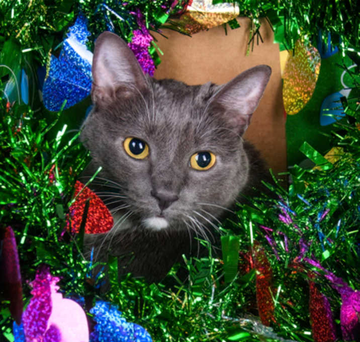 Photo of 89920A Nala