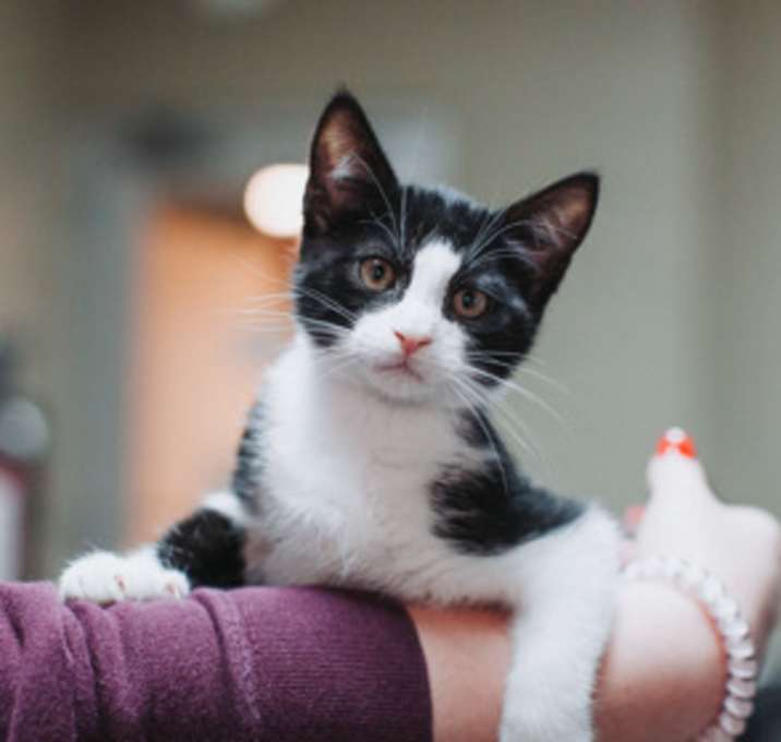 Photo of 89924a Jon- PetSmart North Cha