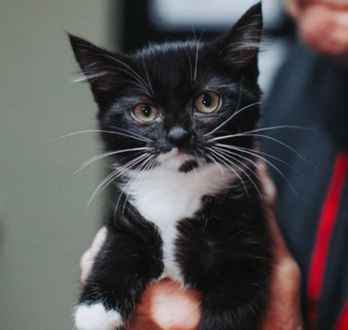 Photo of 89928a Kate- PetSmart North Ch