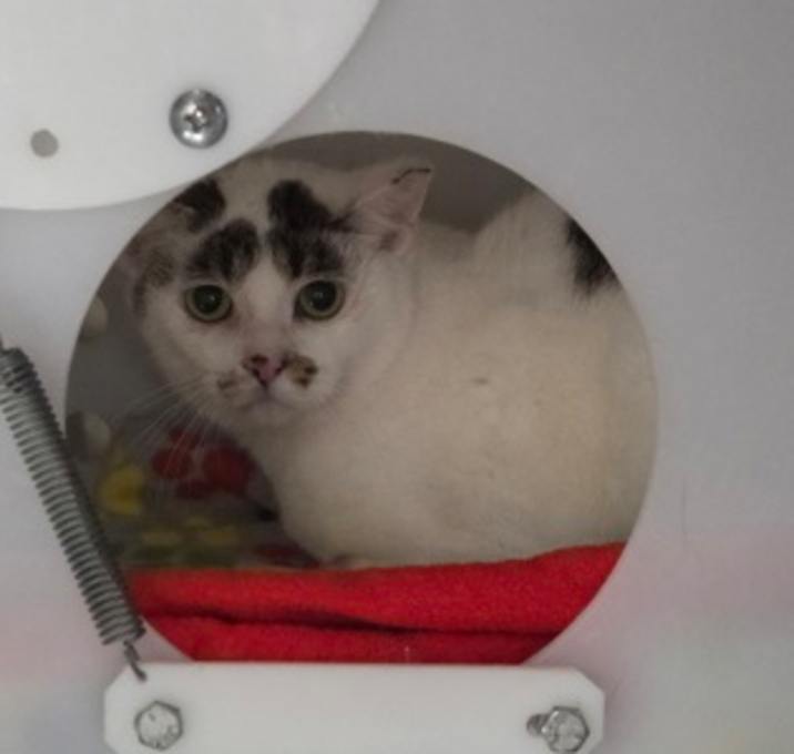 Photo of Expresso - WORKING CAT