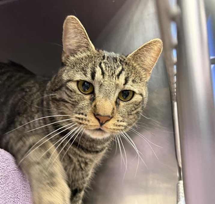 Photo of *MARBLE RYE