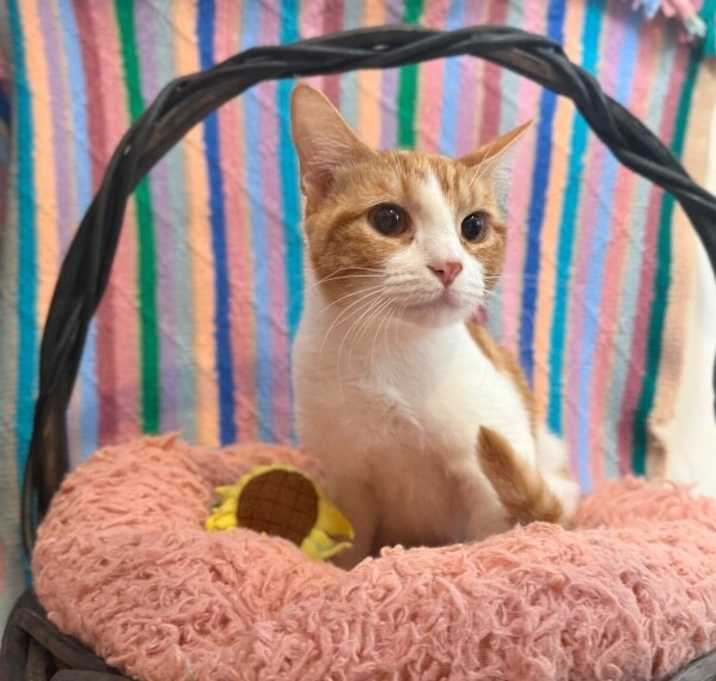 Photo of Natasha Hockley