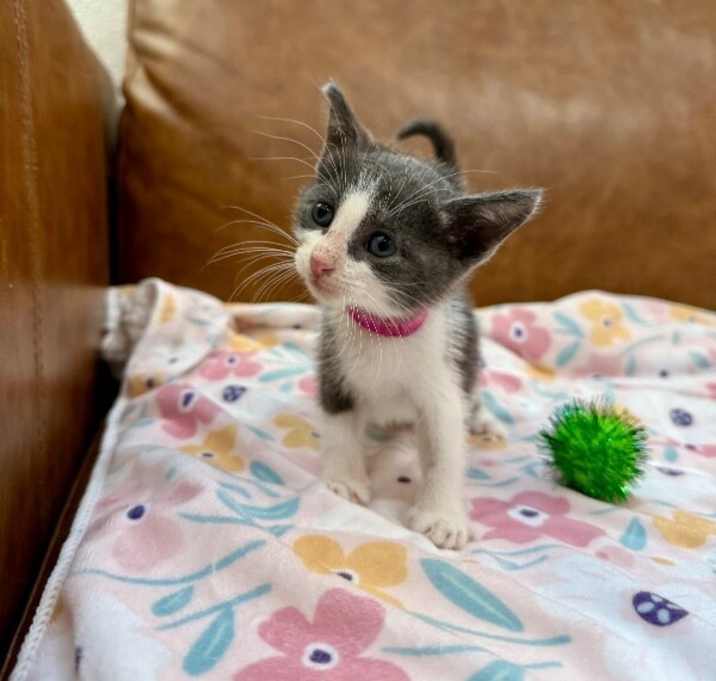 Photo of Mandarin Sugar