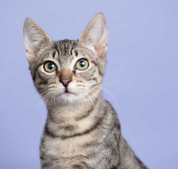 Photo of Jellybean Treat