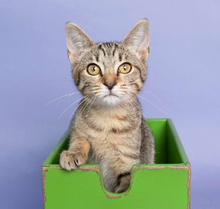 Photo of Ophelia Bard