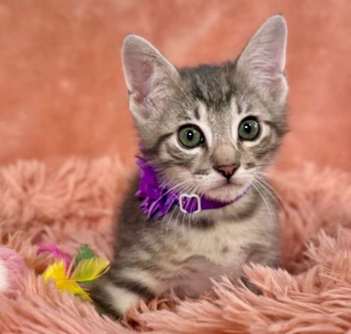 Photo of Tristan Treasure