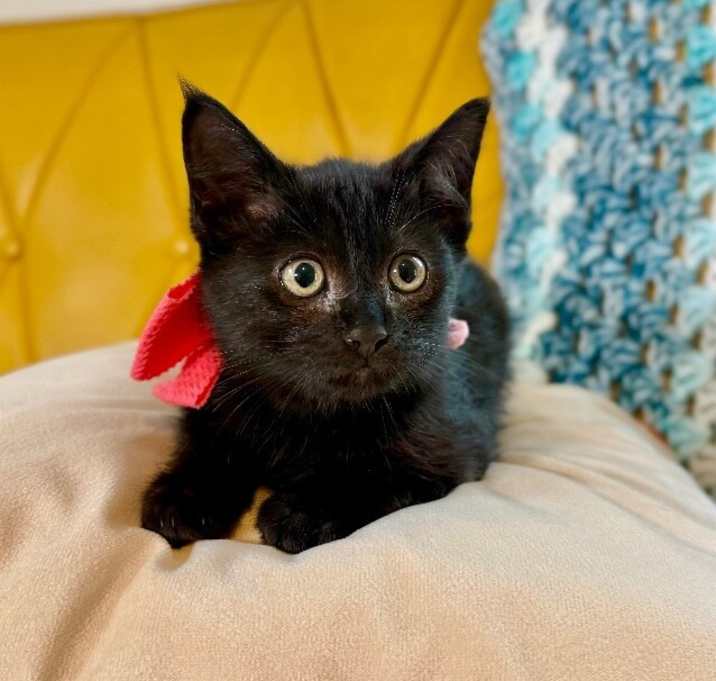 Photo of Cece Cuddles