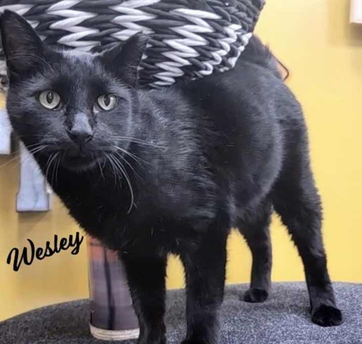 Photo of Wesley #chatty-Velcro-cat