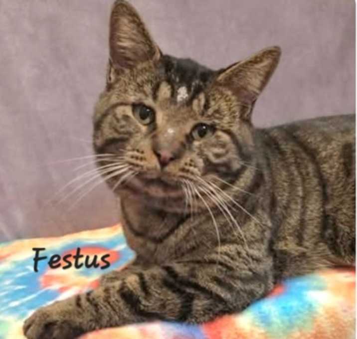 Photo of Festus