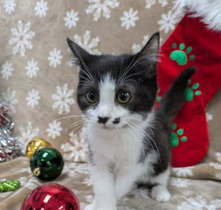 Photo of Lazlo Cravensworth