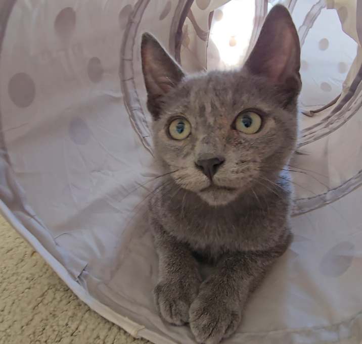 Photo of Captain Kirk