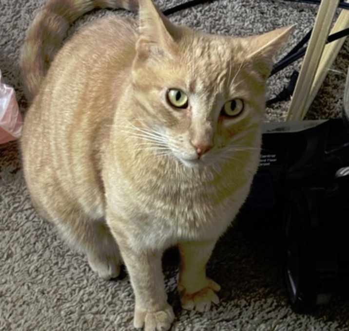 Photo of Ojic (Orange Juice In Cup)