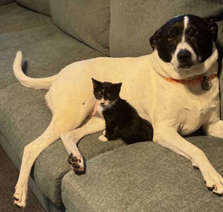 Photo of 89055a Baby Kitty