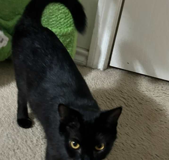 Photo of Mama Blackie JD