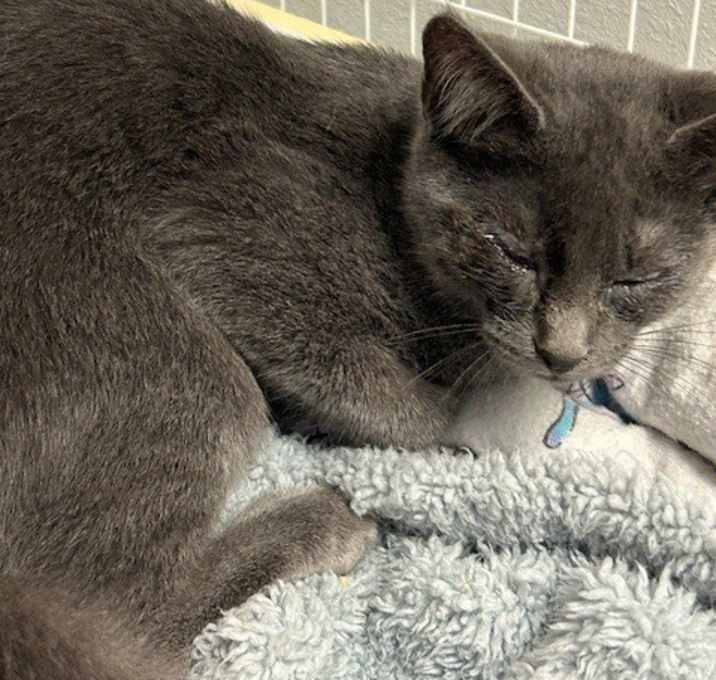 Photo of Jersey (NEED PHOTO)