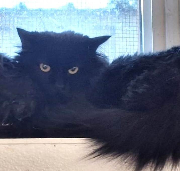 Photo of Knight Rider