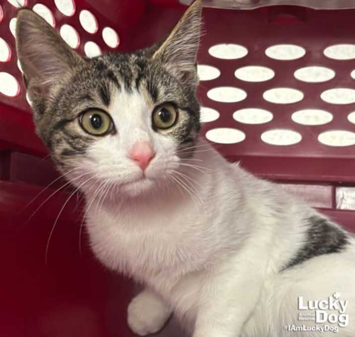 Photo of French Toast