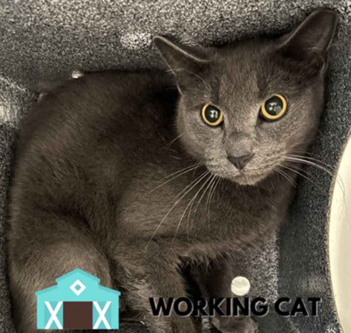 Photo of Double Cheese Burger