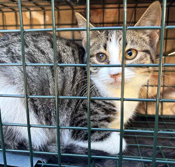 Photo of SAS-Wildlife-87062