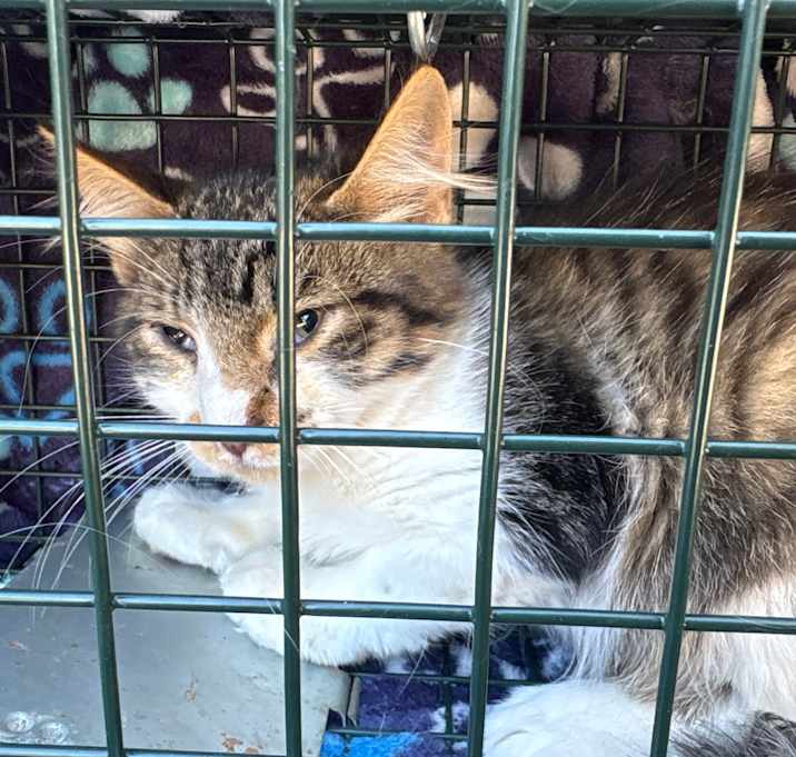 Photo of SAS-Wildlife-87063