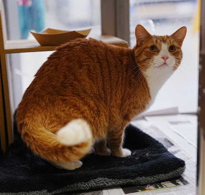 Photo of Piccolo & Celsius - BONDED