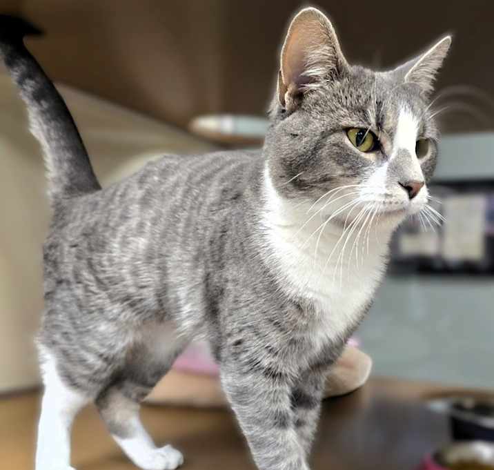 Photo of C25-272 Maldwyn