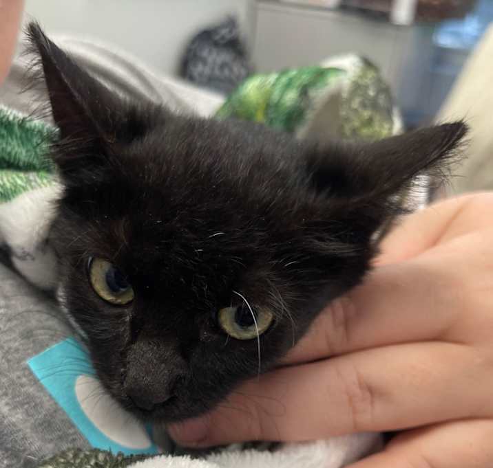 Photo of Cindy Lou Who