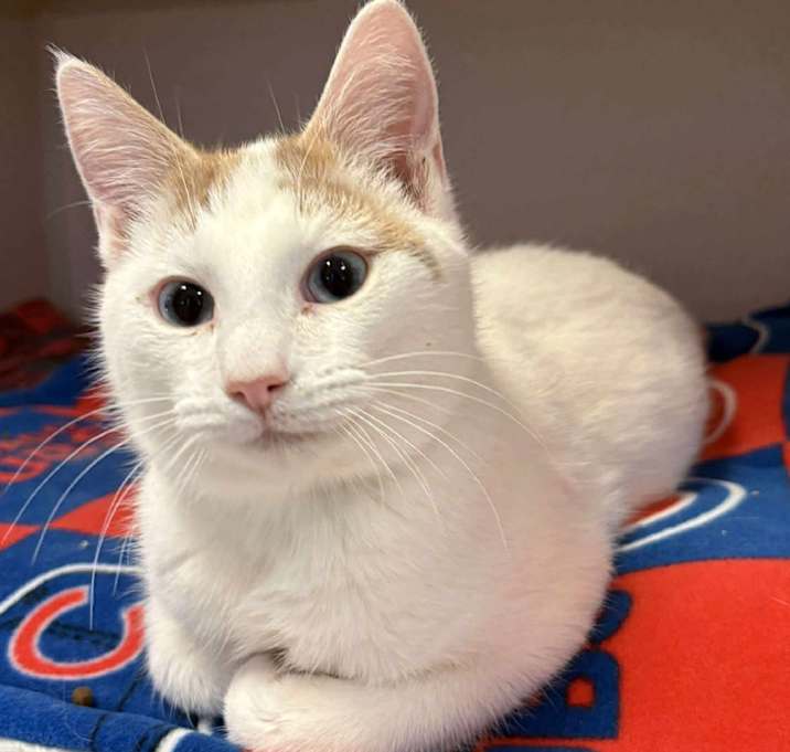 Photo of Pringle 251016