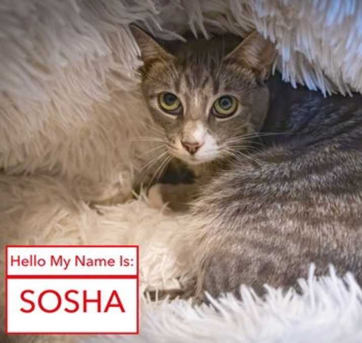 Photo of Sosha (FCID# 10/08/2025 - 60 Trainer)