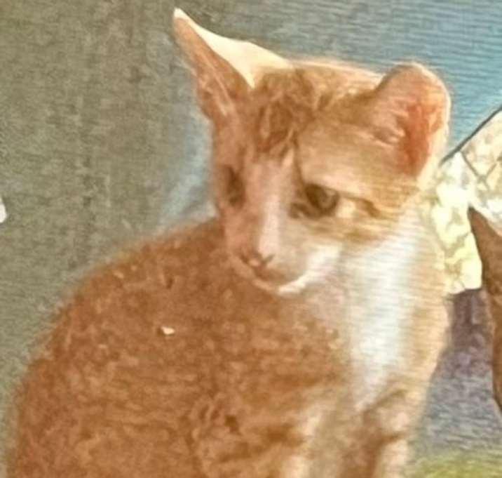 Photo of Tigger (Foster in PR)