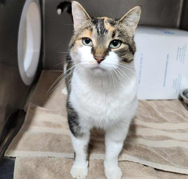 Photo of Zelda (Petco)