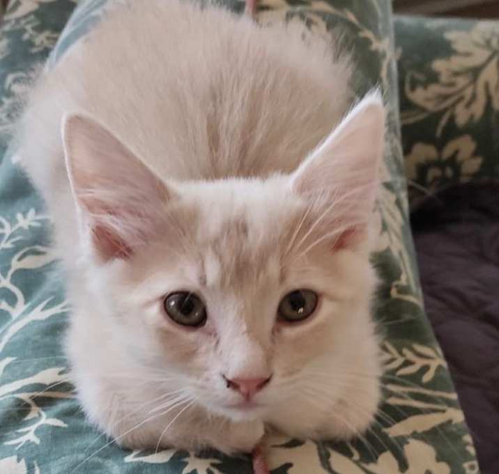 Photo of MIRACLE WHIP