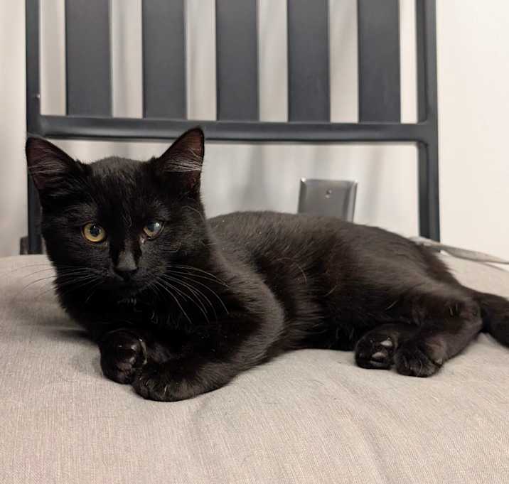 Photo of Leo (C000-715)-City of Industry