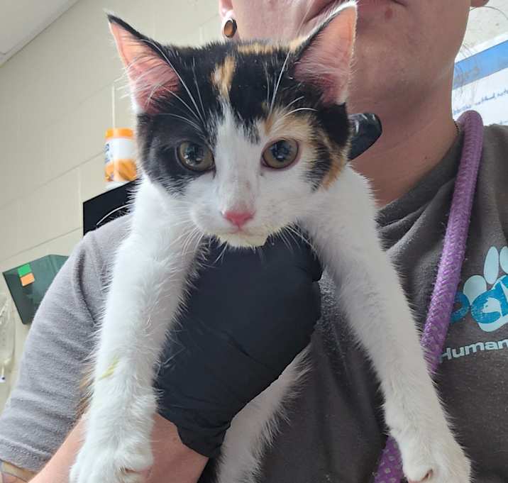 Photo of 12/11/25 Milgen-Rd-2-Stray-91821