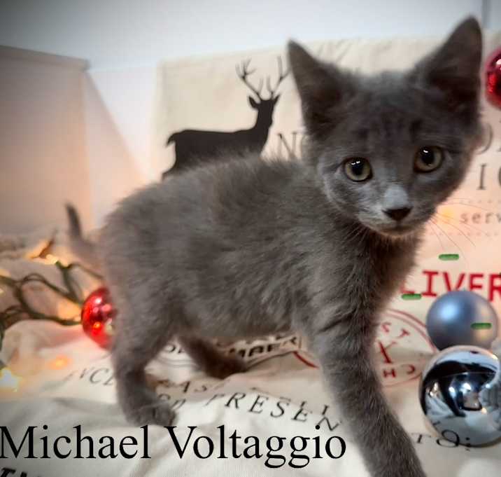 Photo of Michael Voltaggio
