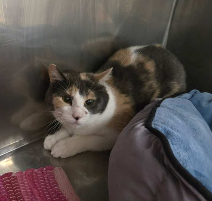 Photo of Poinsettia-- Semi Feral 