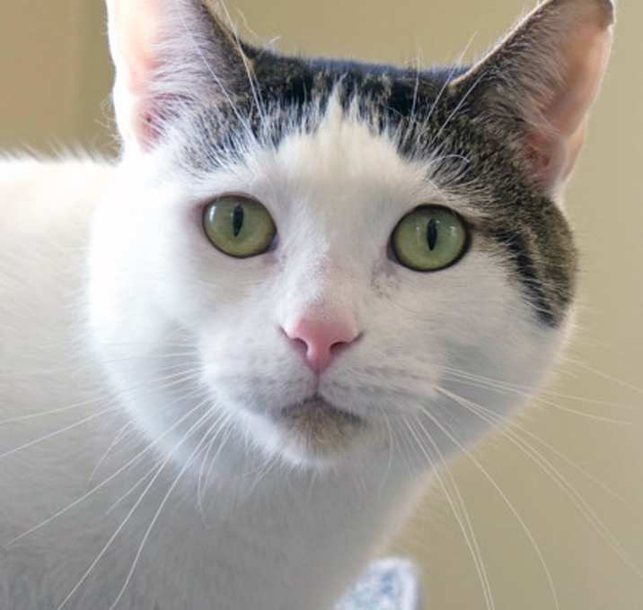 Photo of Snowflake (at Smitten Kitten)