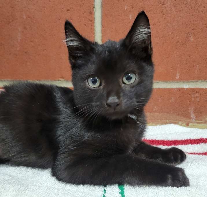 Photo of Oil Pan Dan 