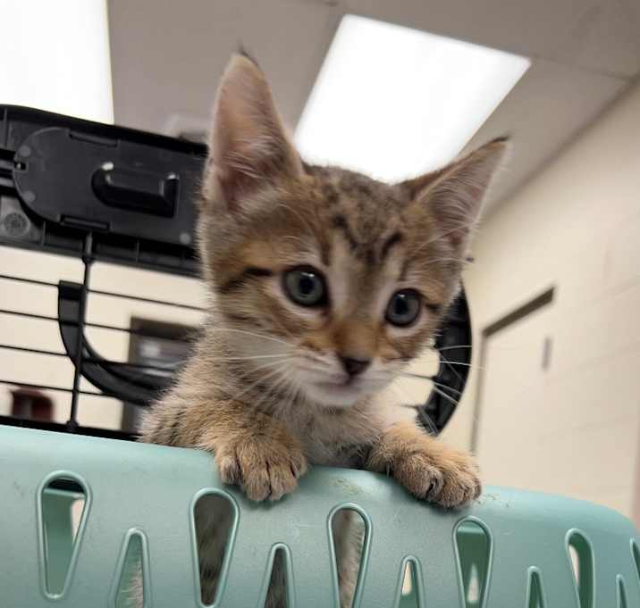 Photo of Baby Todd 25-08-148