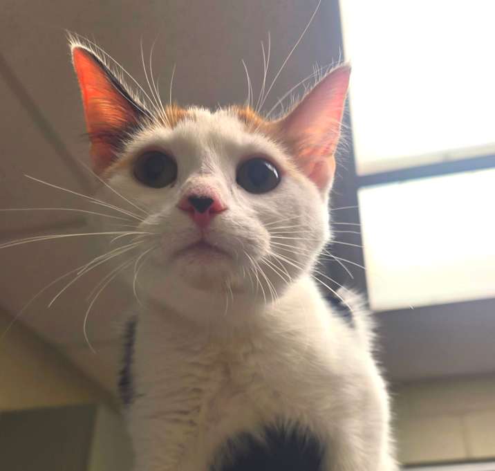 Photo of 12/11/25 - Milgen Rd 3 -Stray-91822