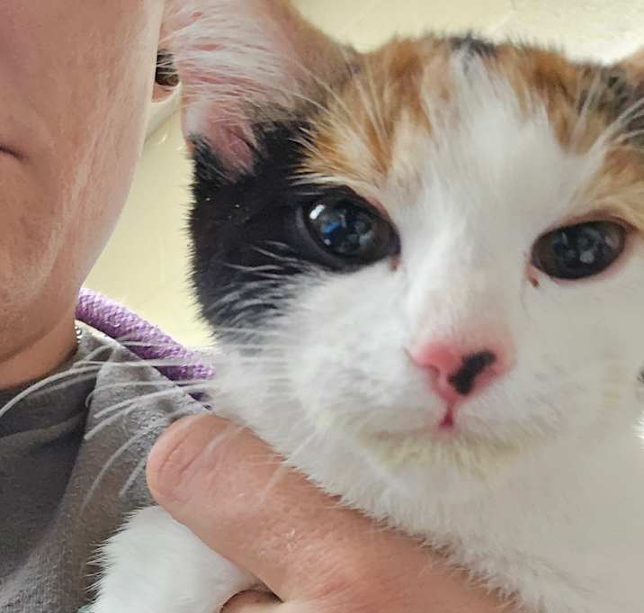 Photo of 12/11/25 - Milgen Rd 5 -Stray-91824