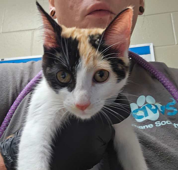 Photo of 12/11/25 - Milgen Rd 4-Stray-91823