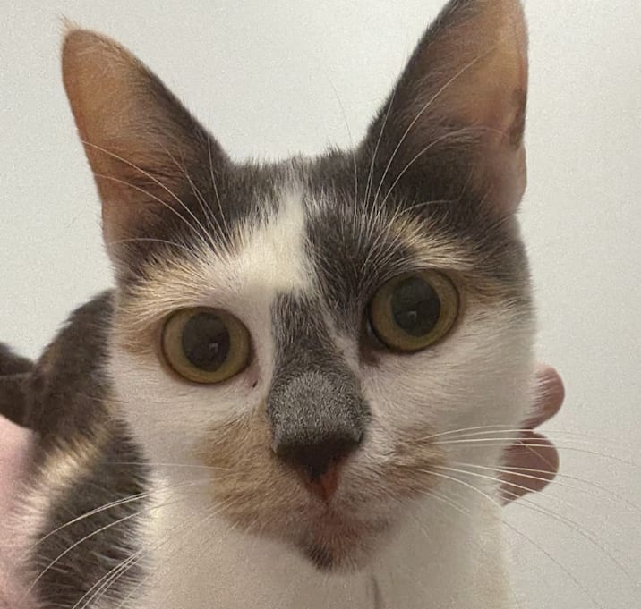 Photo of Christina-Washington Petco