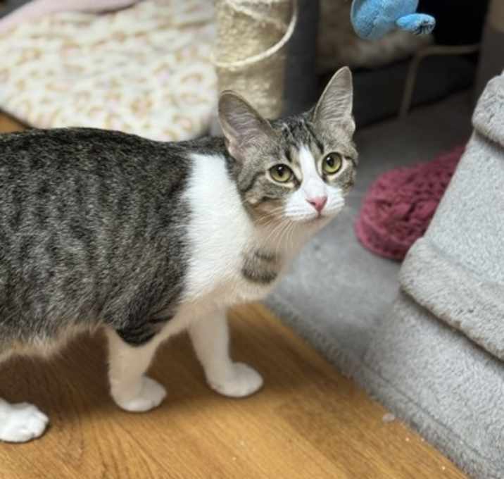 Photo of Rainbow Sherbert